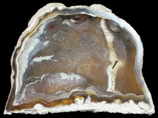 Agatized Fossil Coral (Botryoidal Chalcedony) - Florida #56084